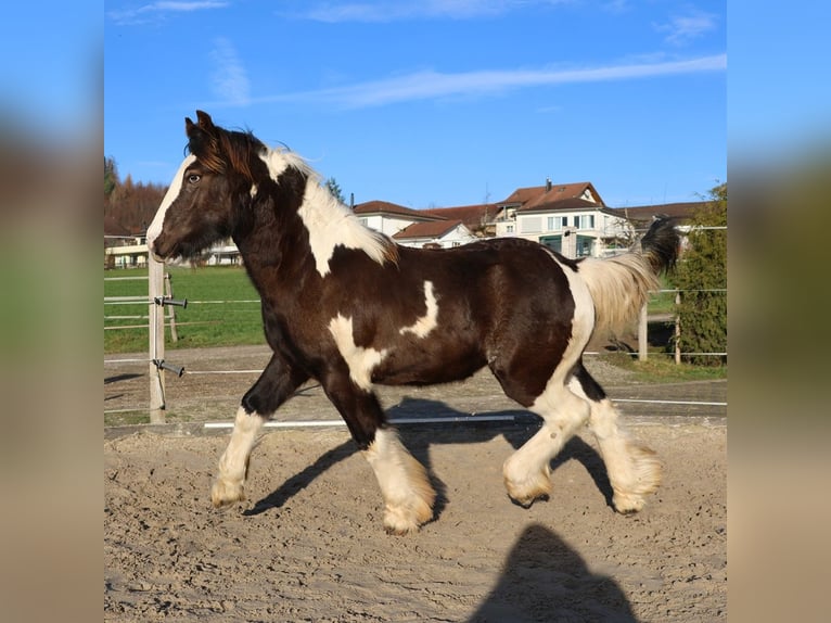 Tinker Étalon 1 Année 150 cm Pinto in Besenbüren