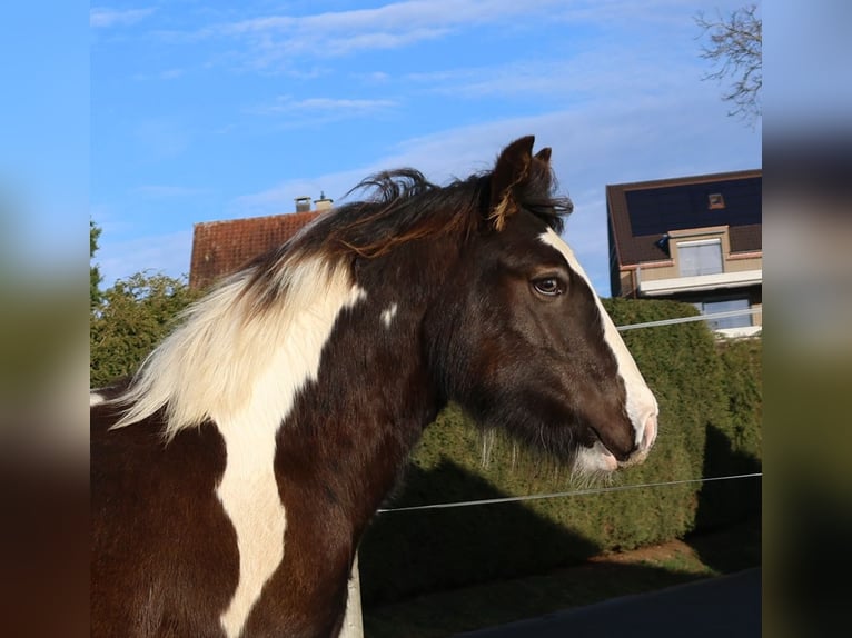 Tinker Étalon 1 Année 150 cm Pinto in Besenbüren