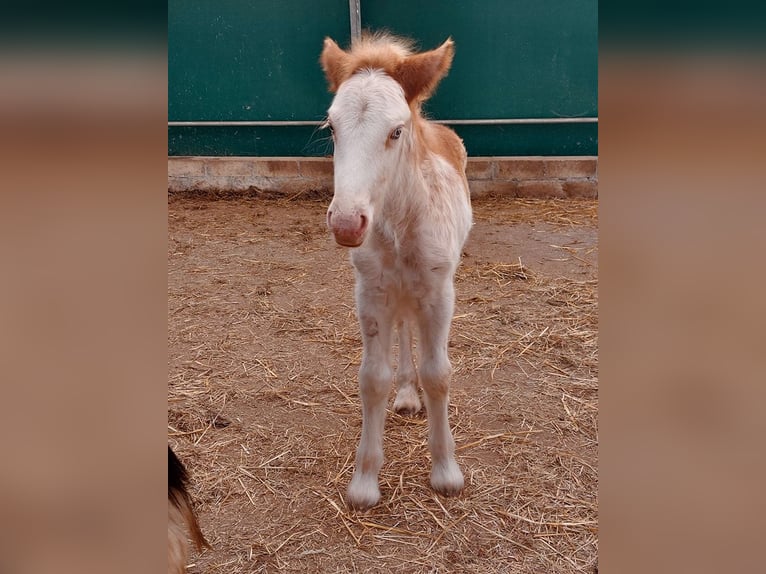 Tinker Étalon 1 Année Sabino in Wlen