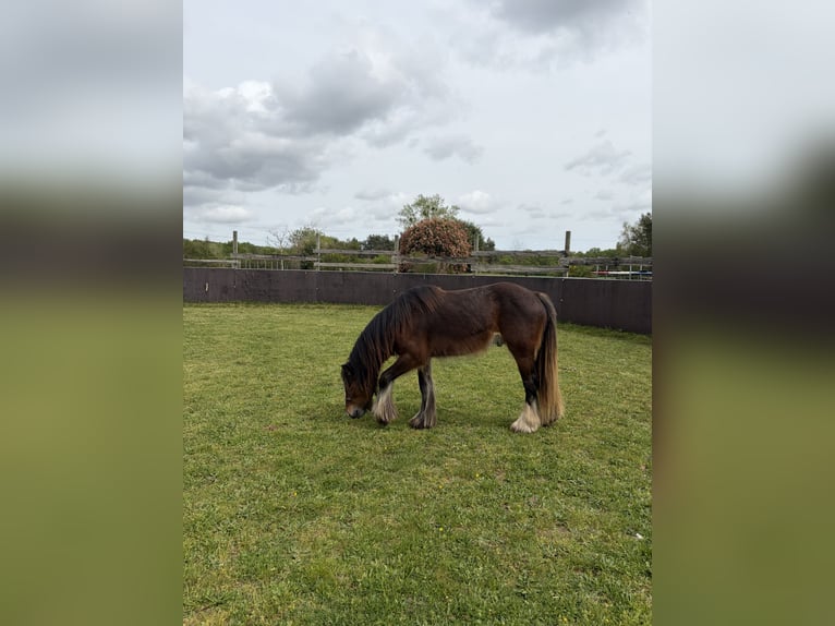Tinker Étalon 2 Ans 139 cm Bai brun foncé in Seichebrieres