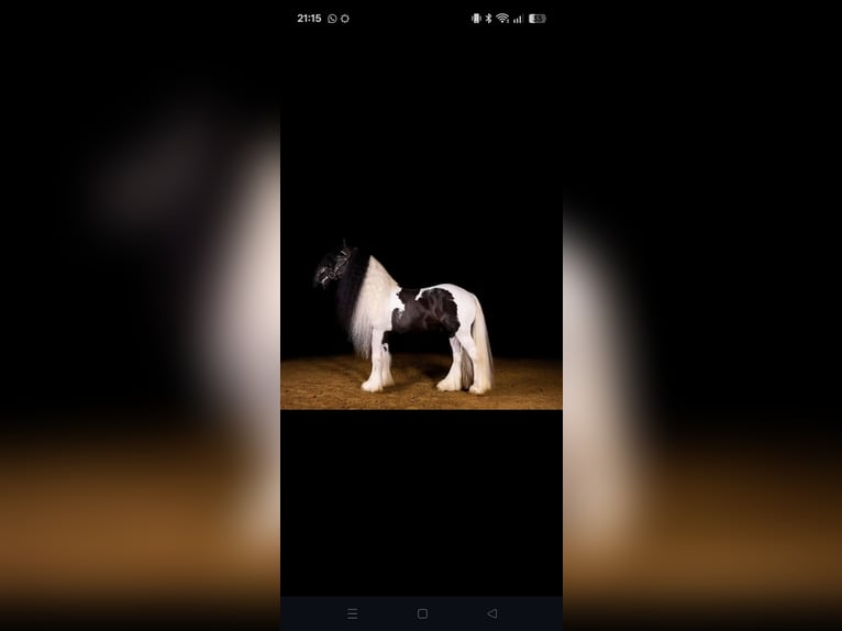 Tinker Étalon 2 Ans 140 cm Pinto in Zaventem