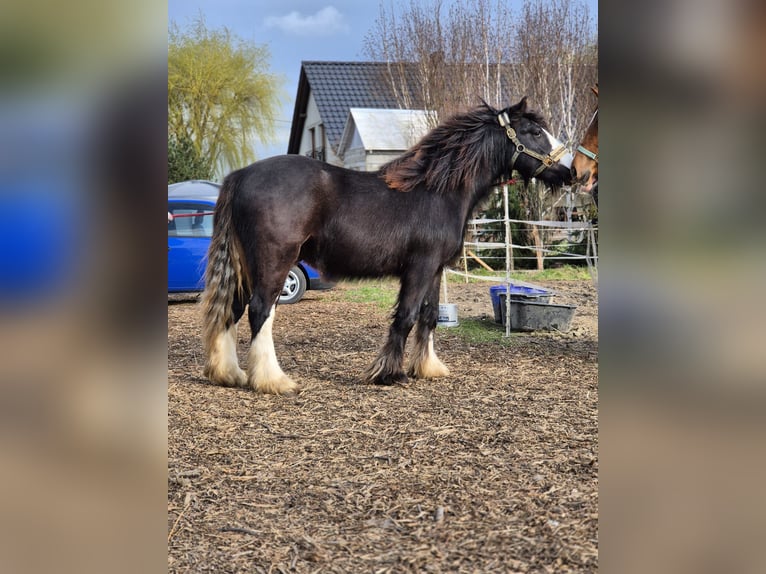 Tinker Étalon 2 Ans 143 cm Noir in Buk