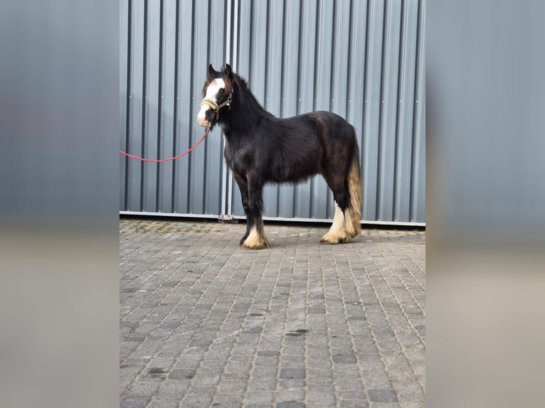 Tinker Étalon 2 Ans 143 cm Noir in Buk