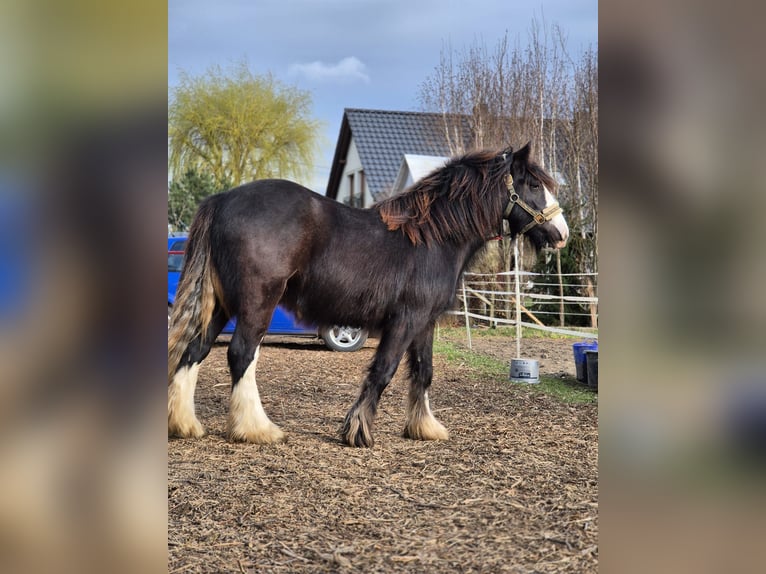 Tinker Étalon 2 Ans 143 cm Noir in Buk