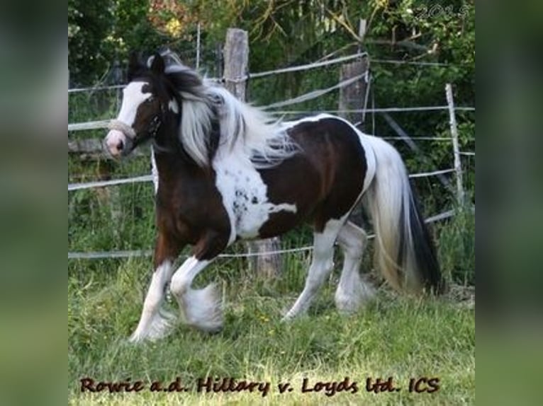 Tinker Étalon 2 Ans 148 cm Pinto in Calden