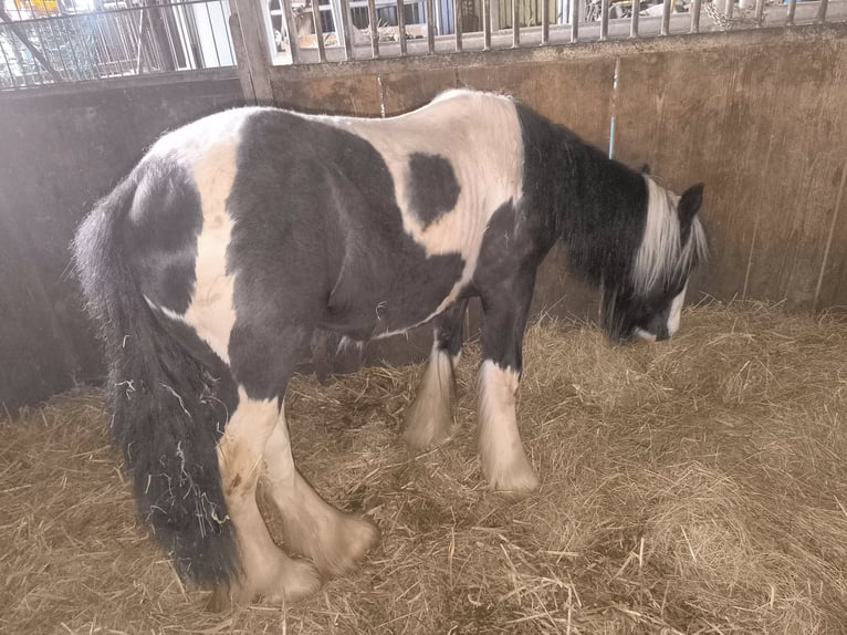 Tinker Étalon 2 Ans 148 cm Pinto in Calden