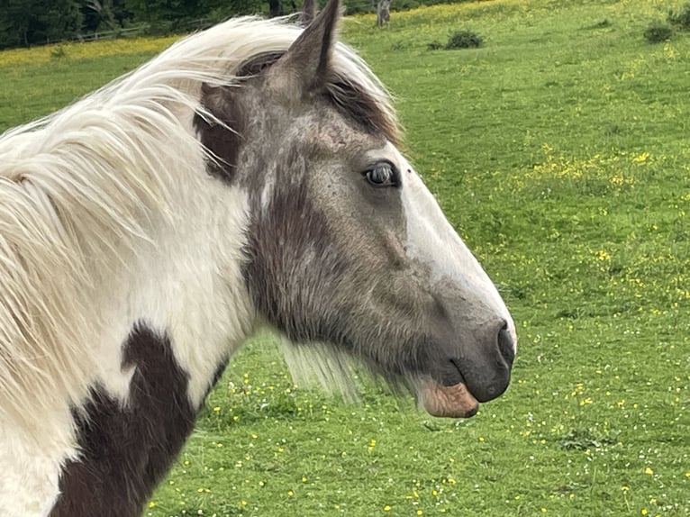 Tinker Étalon 2 Ans Buckskin in Genevrey