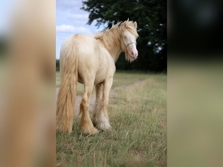 Tinker Étalon 2 Ans Cremello in Stryków