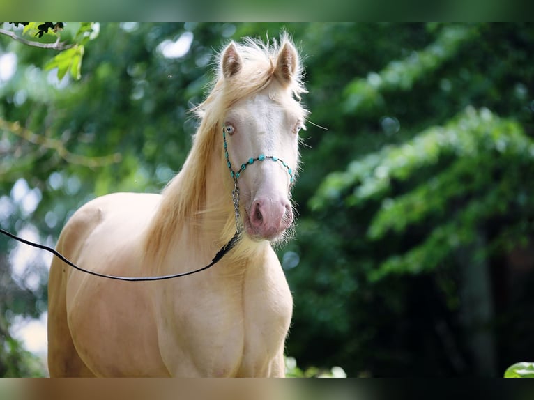 Tinker Étalon 2 Ans Cremello in Stryków