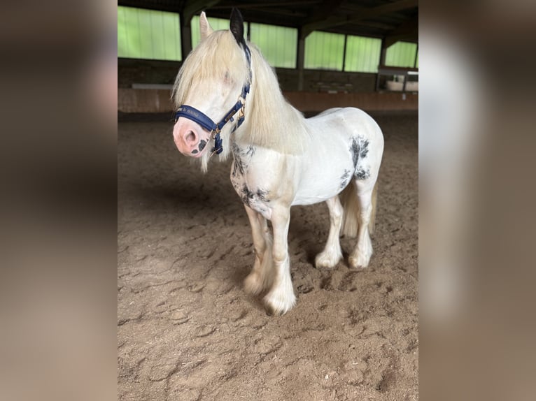 Tinker Croisé Étalon 3 Ans 130 cm Pinto in Borken
