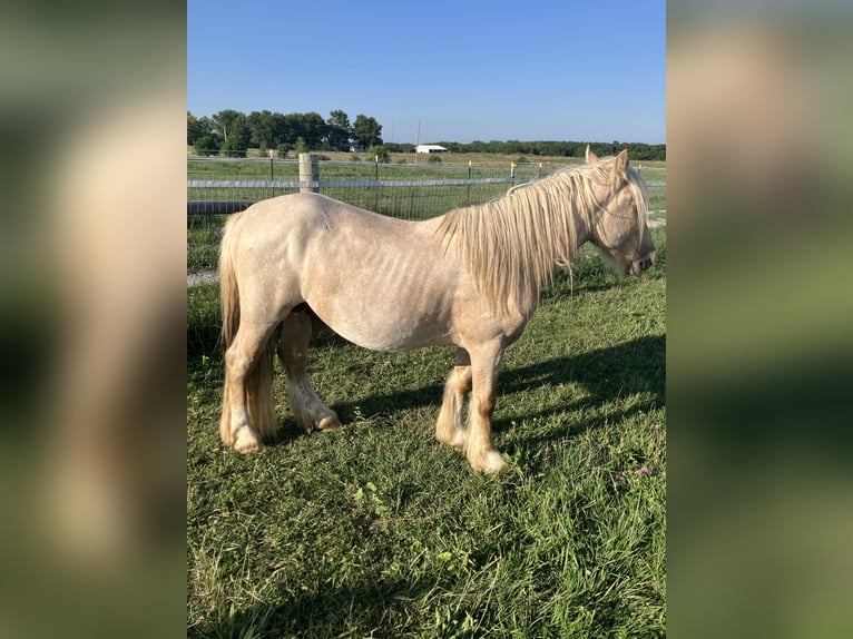 Tinker Étalon 3 Ans 142 cm Palomino in Holden, Mo