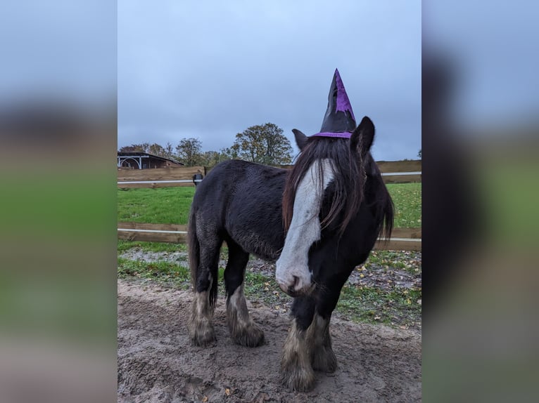 Tinker Étalon 3 Ans 145 cm Pinto in Ahrensb&#xF6;k