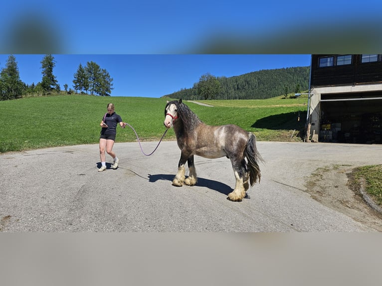 Tinker Étalon 3 Ans 153 cm Buckskin in Metnitz
