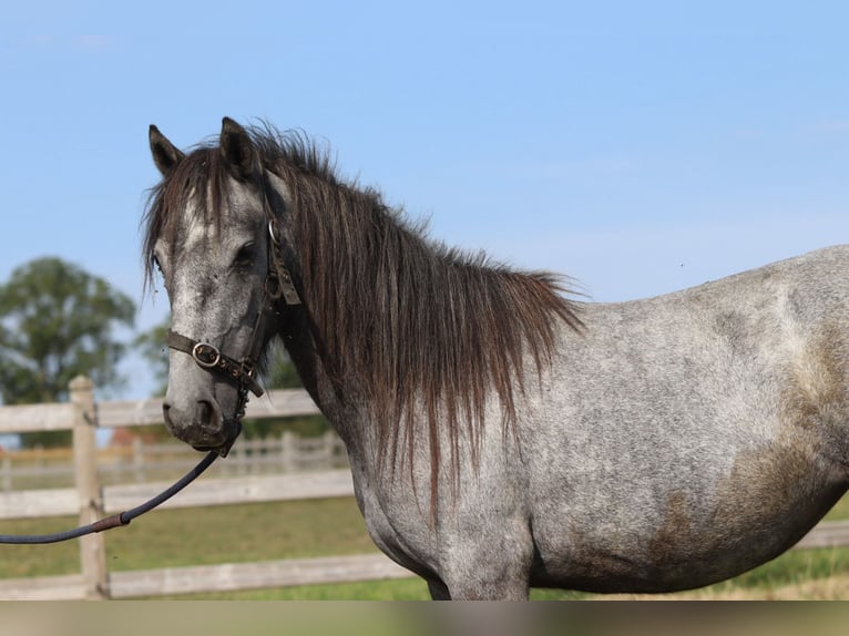 Tinker Étalon 5 Ans 121 cm Peut devenir gris in Bogaarden