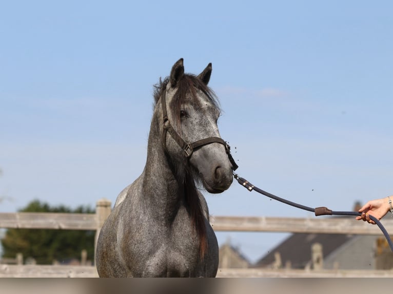 Tinker Étalon 5 Ans 121 cm Peut devenir gris in Bogaarden