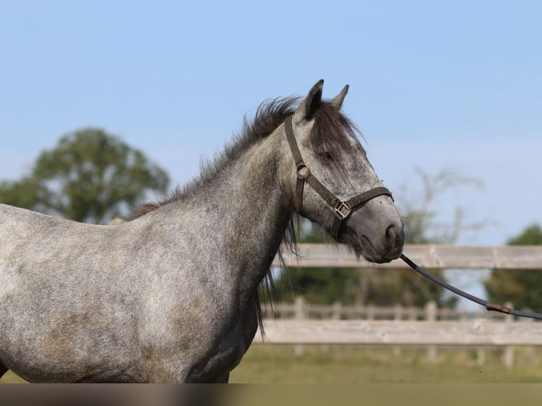 Tinker Étalon 5 Ans 121 cm Peut devenir gris in Bogaarden