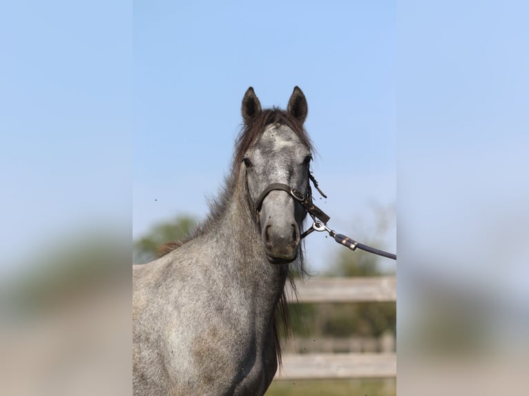 Tinker Étalon 5 Ans 121 cm Peut devenir gris in Bogaarden