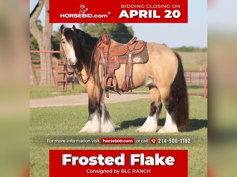 Tinker Étalon 5 Ans 140 cm Buckskin in Grand Saline