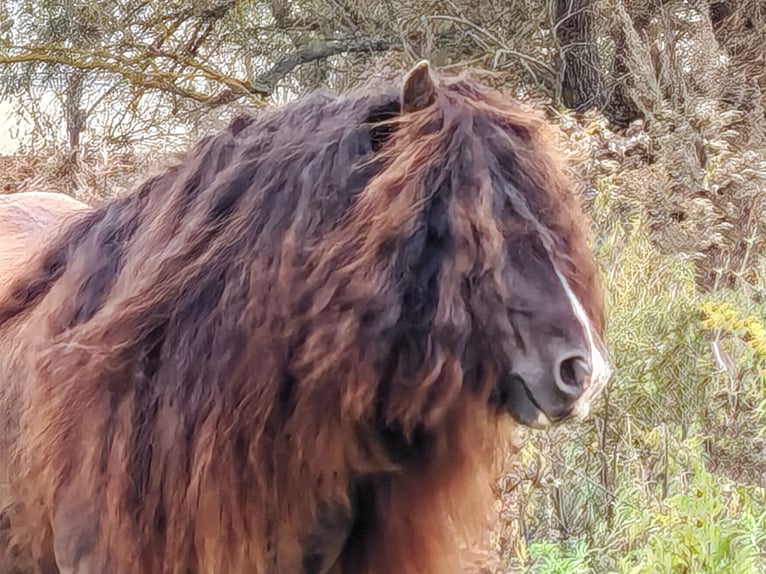 Tinker Étalon 6 Ans 145 cm Bai brun foncé in Csokvaomány