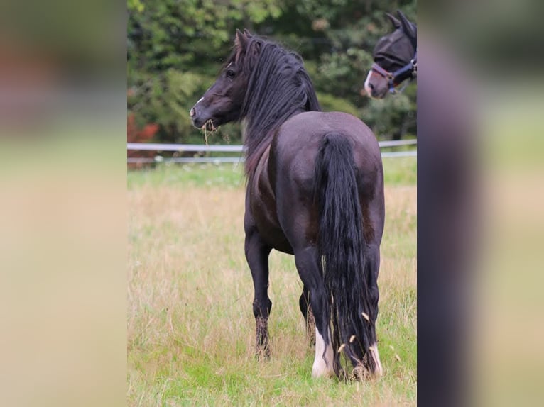 Tinker Croisé Étalon 7 Ans 128 cm Noir in Freiamt