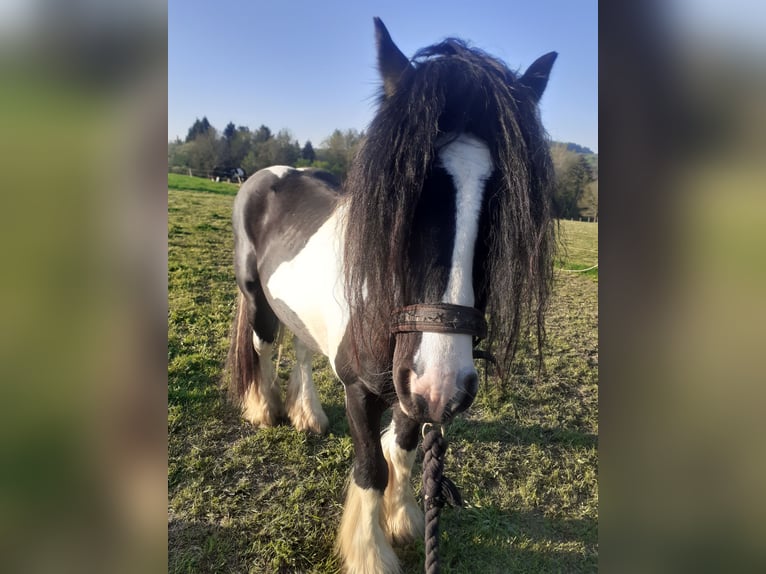 Tinker Étalon 9 Ans 156 cm Pinto in Bad Münstereifel