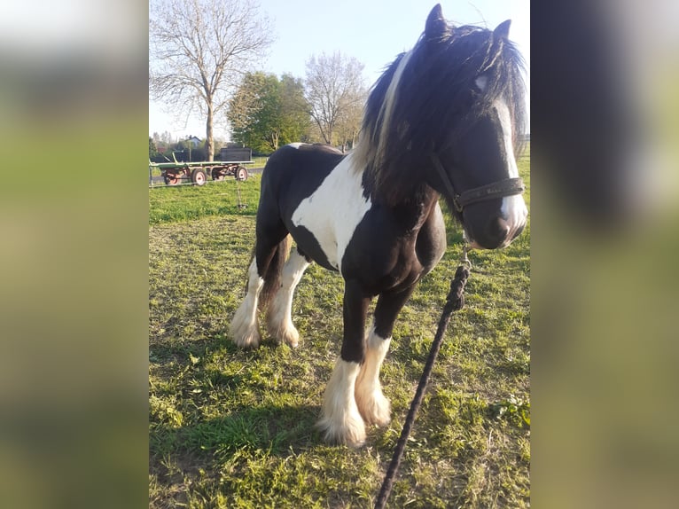 Tinker Étalon 9 Ans 156 cm Pinto in Bad Münstereifel