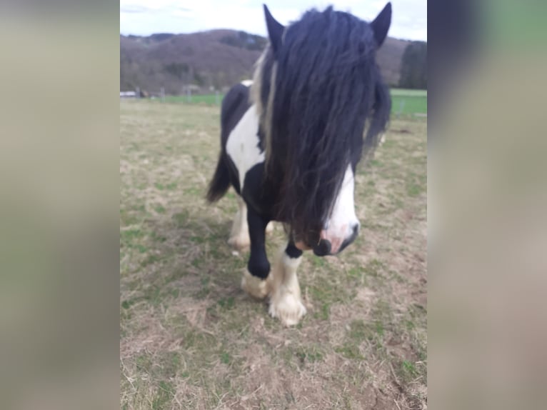 Tinker Étalon 9 Ans 156 cm Pinto in Bad Münstereifel