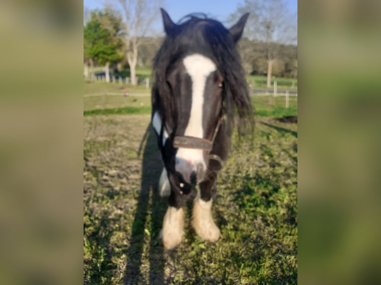 Tinker Étalon 9 Ans 156 cm Pinto in Bad Münstereifel
