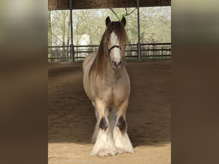 Tinker Étalon  in Gaanderen