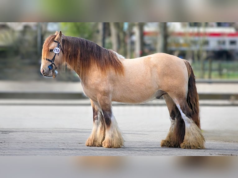 Tinker Étalon  in Gaanderen