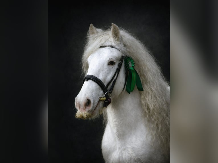 Tinker Étalon  in Gaanderen