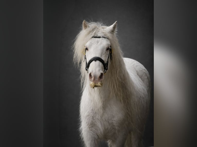 Tinker Étalon  in Gaanderen