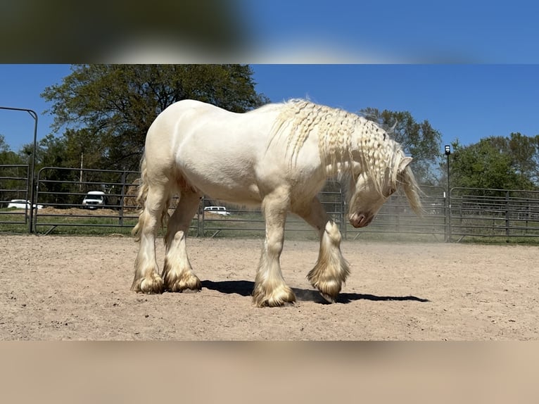 Tinker Étalon Cremello in BOGATA
