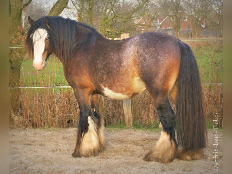 Tinker Étalon Léopard in Großefehn Ostgroßefehn