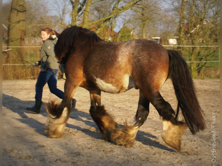 Tinker Étalon Léopard in Großefehn Ostgroßefehn