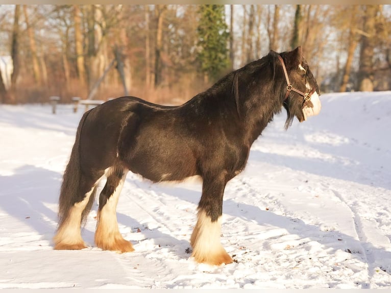 Tinker Étalon Noir in Gribow