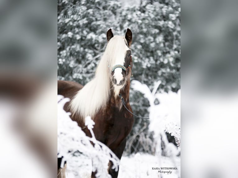 Tinker Étalon Noir in Stryków
