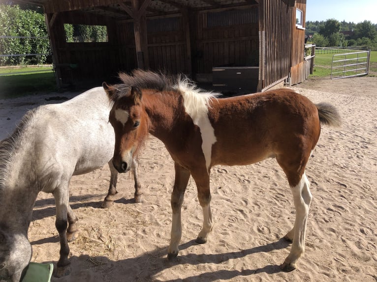 Tinker Croisé Étalon Poulain (05/2025) 130 cm Pinto in Gschwend