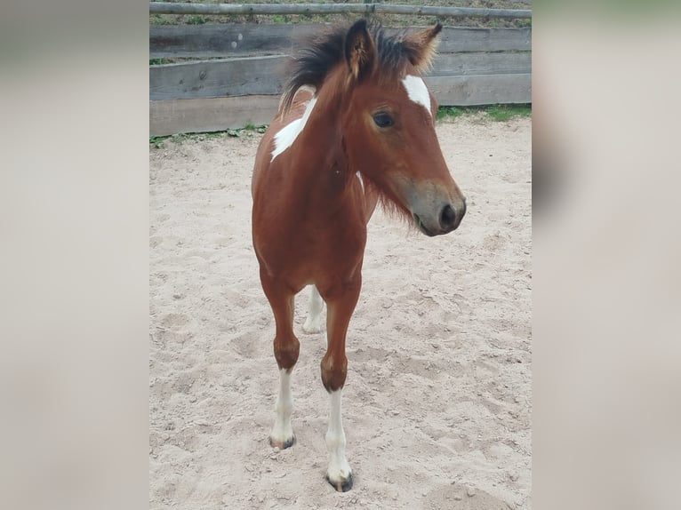 Tinker Croisé Étalon Poulain (05/2025) 130 cm Pinto in Gschwend