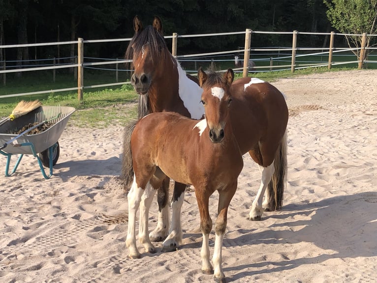 Tinker Croisé Étalon Poulain (05/2025) 130 cm Pinto in Gschwend