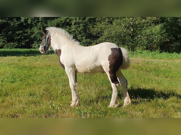 Tinker Étalon Poulain (01/2024) 137 cm Pinto in Rohrberg