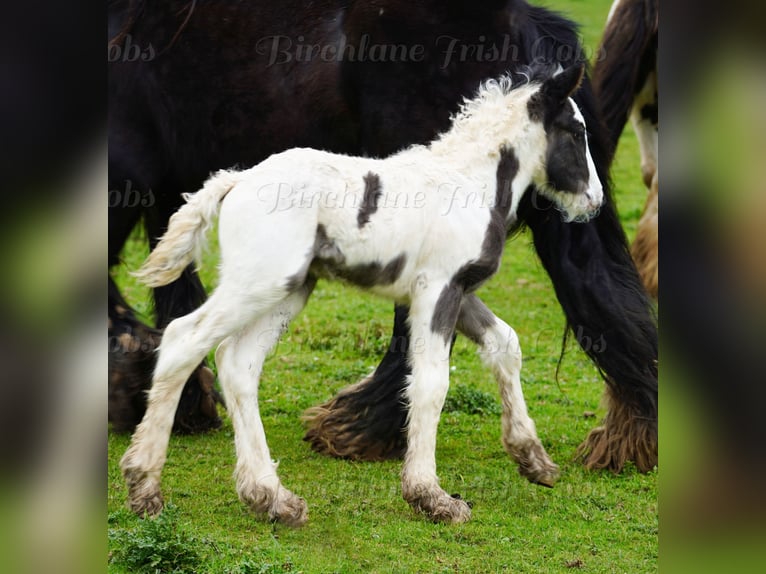 Tinker Étalon Poulain (01/2026) 155 cm  in kerry
