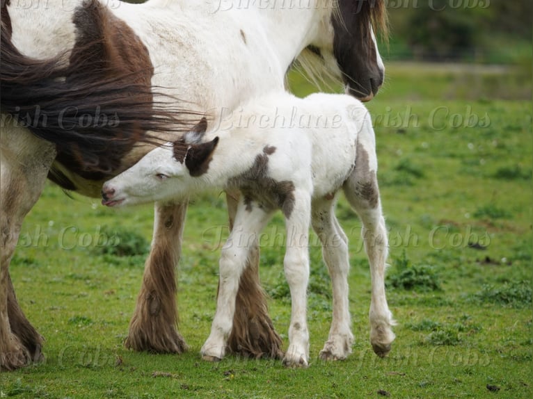 Tinker Étalon Poulain (01/2026)  in kerry