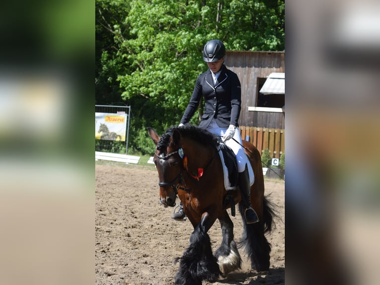 Tinker Hengst 10 Jaar 143 cm Bruin in Hamburg