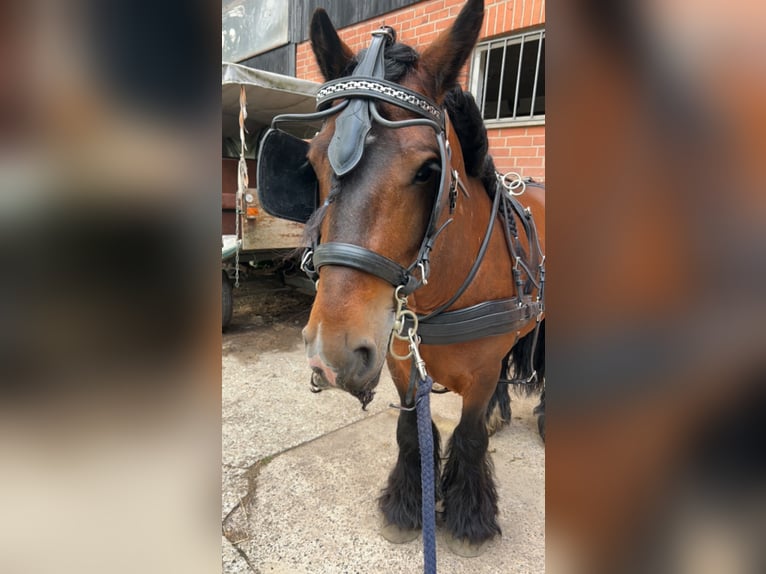 Tinker Hengst 10 Jaar 143 cm Bruin in Hamburg