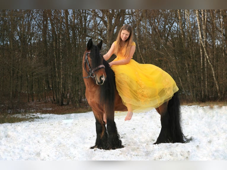 Tinker Hengst 10 Jahre 143 cm Brauner in Hamburg