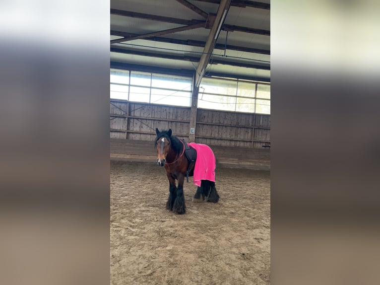 Tinker Hengst 10 Jahre 143 cm Brauner in Hamburg