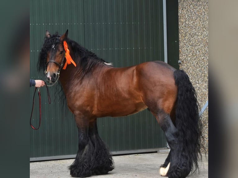 Tinker Hengst 10 Jahre 143 cm Brauner in Hamburg