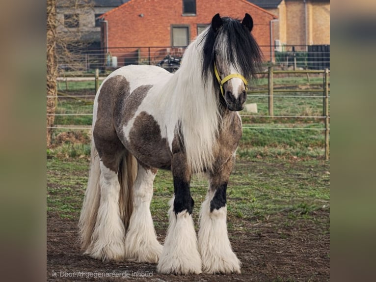Tinker Hengst 10 Jahre 155 cm Buckskin in Heusden-Zolder