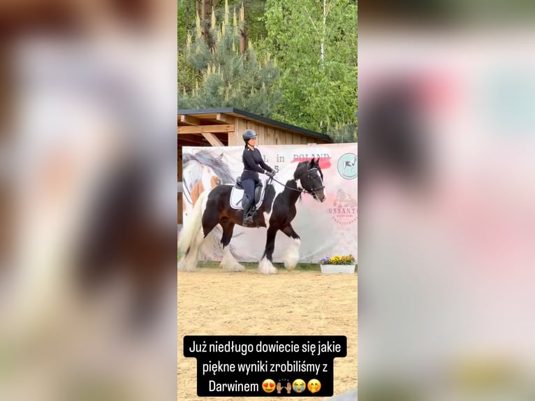 Tinker Hengst 11 Jaar 155 cm in Miko&#x142;&#xF3;w